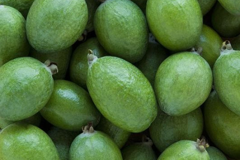 Feijoa