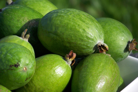 Feijoa