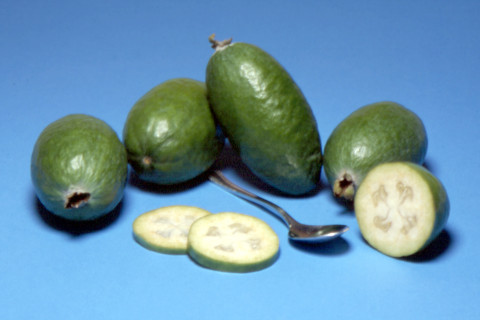 Feijoa