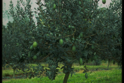 Feijoa Tree