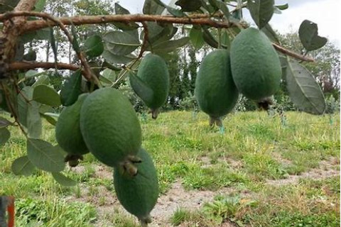 Feijoas