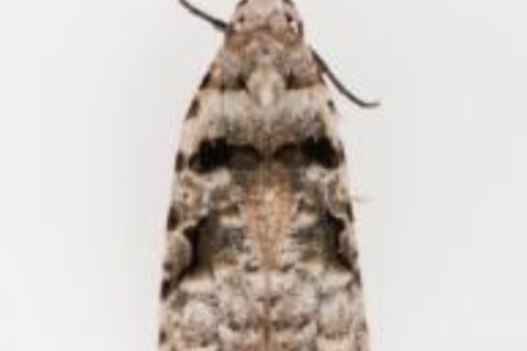 Guava Moth (female)