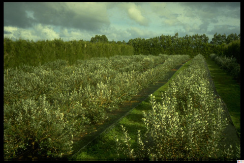 Orchard