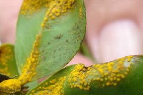 Myrtle Rust