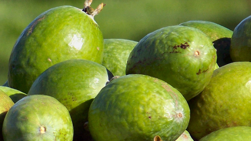 Member resources | NZ Feijoa Growers Association